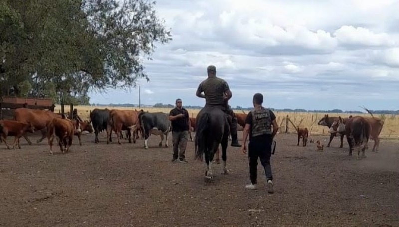 El Comando de Prevenci�n Rural recuper� ganado robado